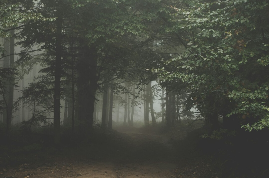 foggy forest path
